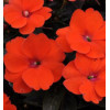 Sunpatiens (Niecierpek) 'Compact Electric Orange' div class'lat' Impatiens /div