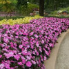 Sunpatiens (Niecierpek) 'Compact Hot Lilac' div class'lat' Impatiens /div