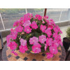 Sunpatiens (Niecierpek) 'Compact Hot Lilac' div class'lat' Impatiens /div