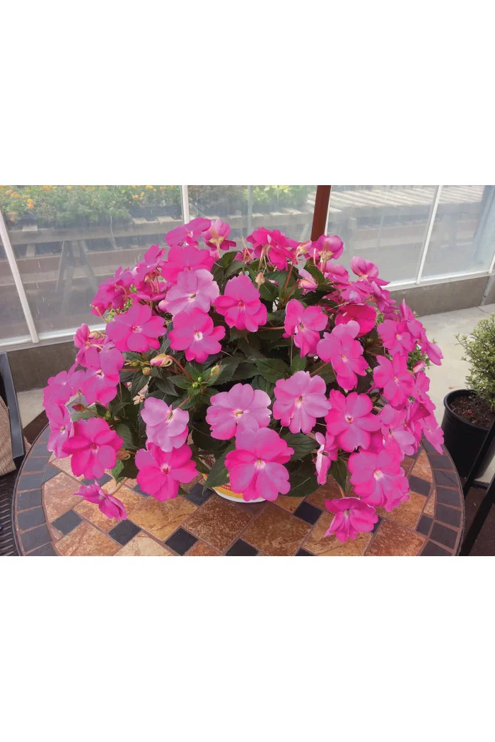 Sunpatiens (Niecierpek) 'Compact Hot Lilac' div class'lat' Impatiens /div