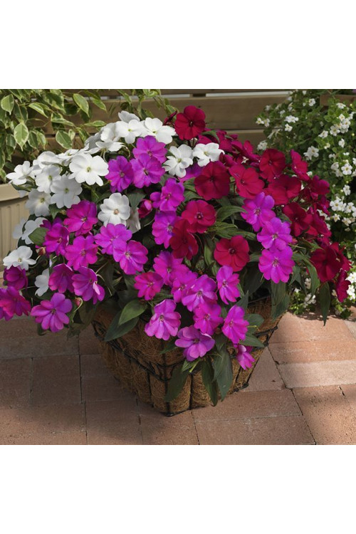 Sunpatiens (Niecierpek) 'Compact Hot Lilac' div class'lat' Impatiens /div