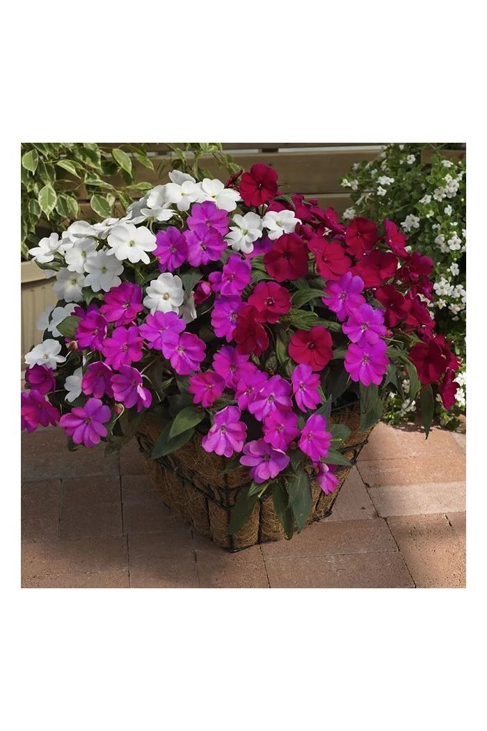 Sunpatiens (Niecierpek) 'Compact Hot Lilac' div class'lat' Impatiens /div