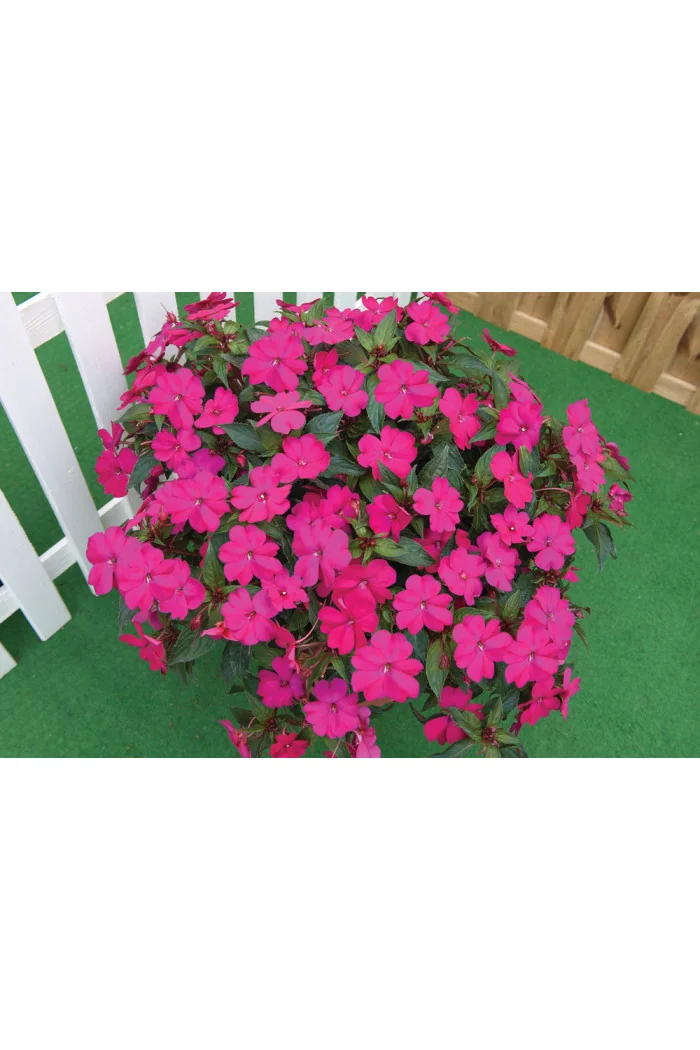 Sunpatiens (Niecierpek) 'Magenta' div class'lat' Impatiens /div