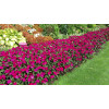 Sunpatiens (Niecierpek) 'Magenta' div class'lat' Impatiens /div