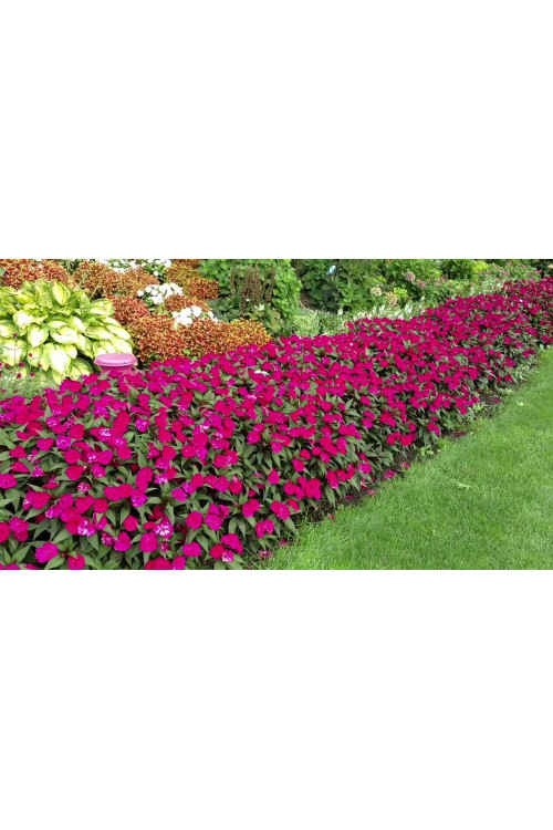 Sunpatiens (Niecierpek) 'Magenta' div class'lat' Impatiens /div