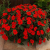 Sunpatiens (Niecierpek) 'Vigorous Red' | Impatiens
