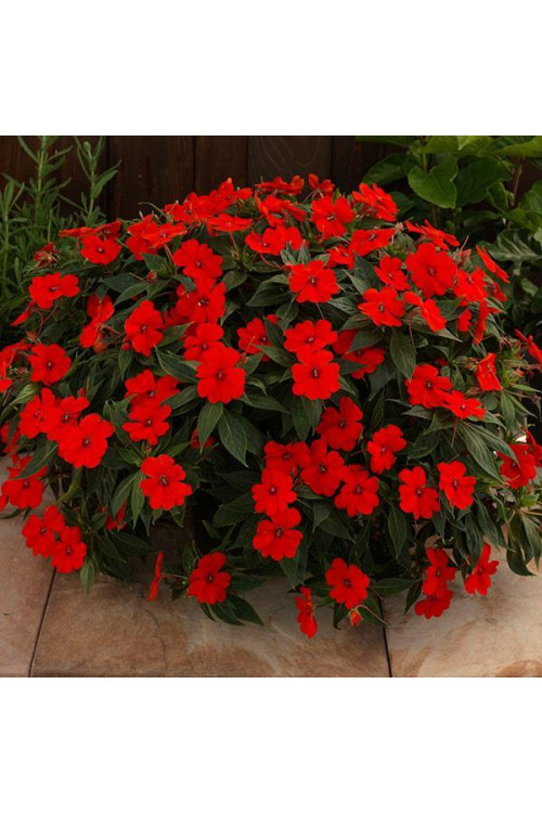 Sunpatiens (Niecierpek) 'Vigorous Red' | Impatiens