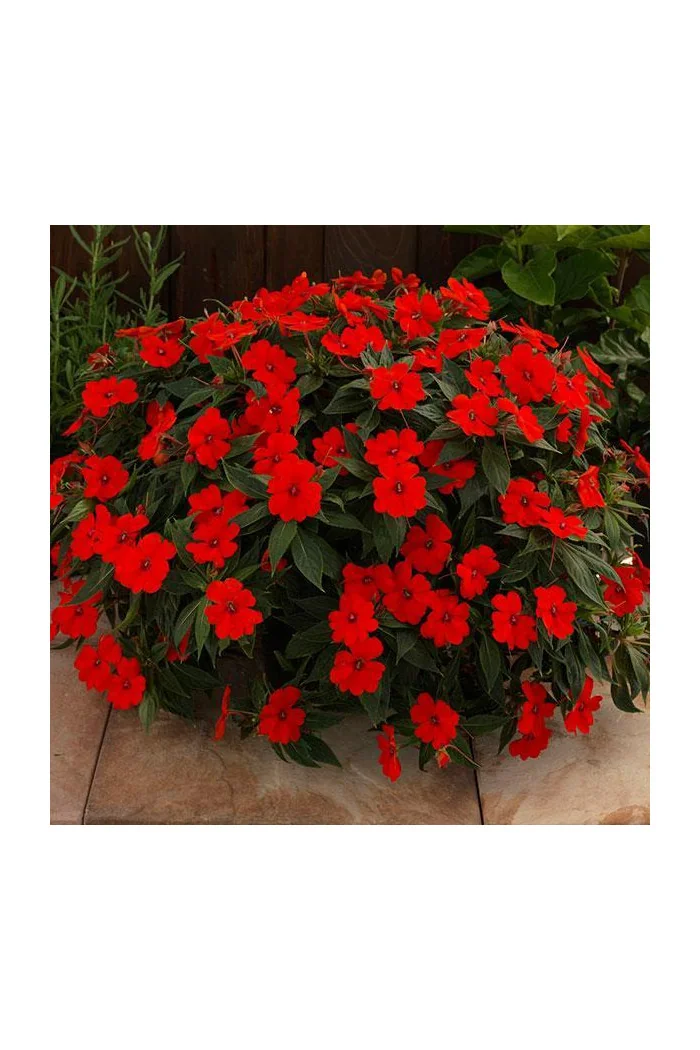 Sunpatiens (Niecierpek) 'Vigorous Red' | Impatiens