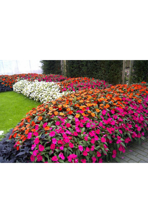 Sunpatiens (Niecierpek) 'Vigorous Red' | Impatiens