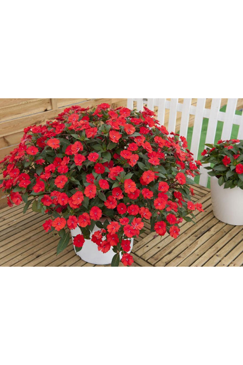 Sunpatiens (Niecierpek) 'Vigorous Red' | Impatiens