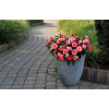 Niecierpek nowogwinejski 'Magnum Hot Pink' div class'lat' Impatiens /div