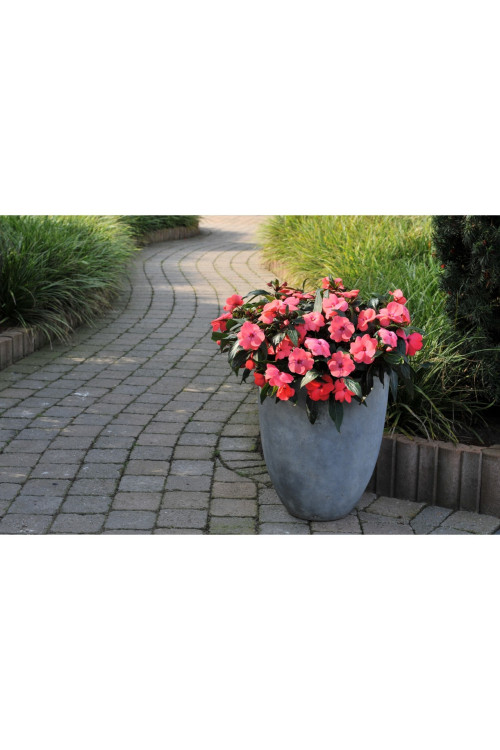 Niecierpek nowogwinejski 'Magnum Hot Pink' div class'lat' Impatiens /div