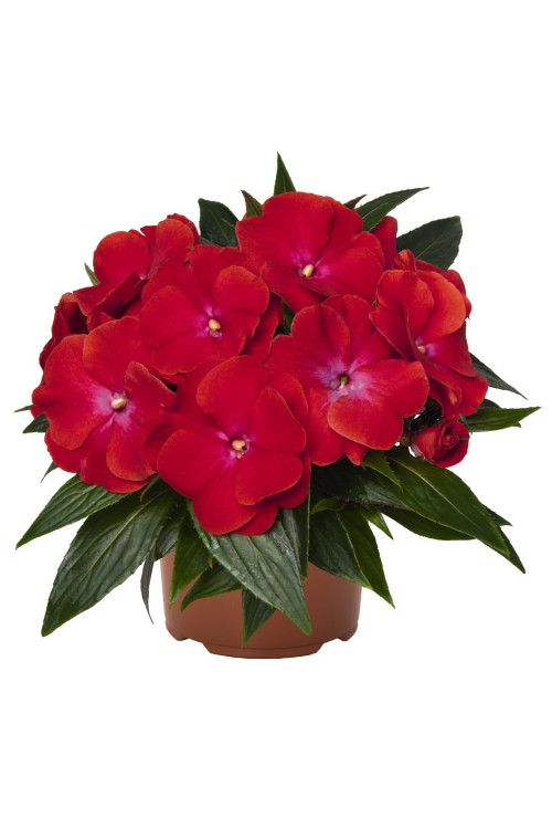 Niecierpek nowogwinejski 'Magnum Red Flame' div class'lat' Impatiens /div