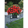 Niecierpek nowogwinejski 'Magnum Red Flame' div class'lat' Impatiens /div