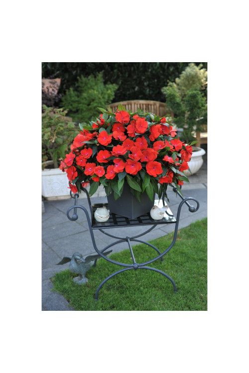 Niecierpek nowogwinejski 'Magnum Red Flame' div class'lat' Impatiens /div