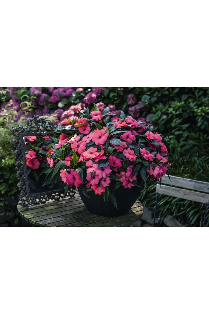 Niecierpek nowogwinejski 'Magnum Hot Pink' div class'lat' Impatiens /div