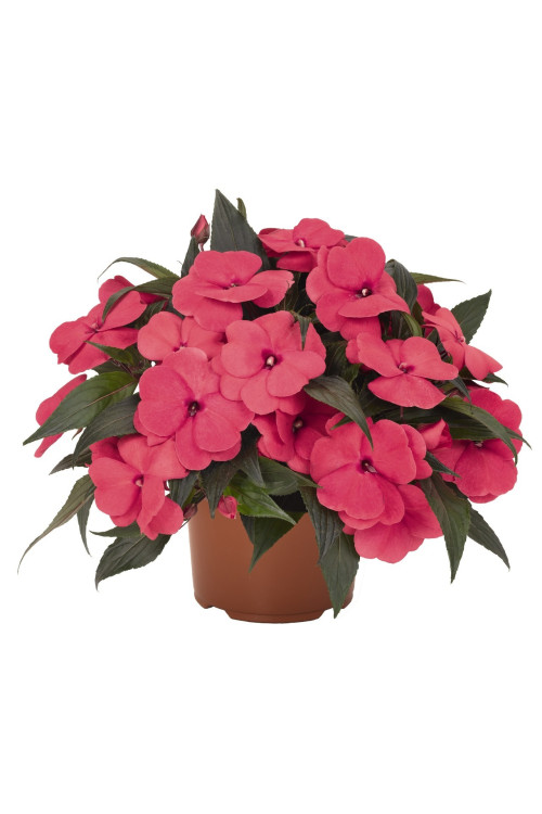 Niecierpek nowogwinejski 'Magnum Hot Pink' div class'lat' Impatiens /div