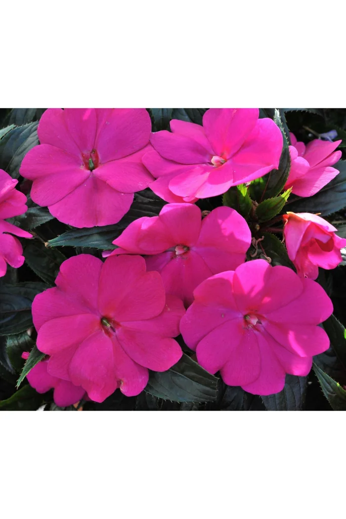 Niecierpek nowogwinejski 'Magnum Blue' div class'lat' Impatiens /div