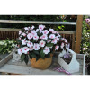 Niecierpek nowogwinejski 'Magnum White Blush' div class'lat' Impatiens /div