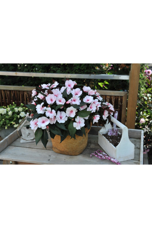 Niecierpek nowogwinejski 'Magnum White Blush' div class'lat' Impatiens /div