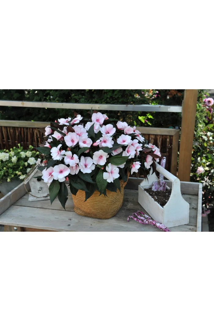 Niecierpek nowogwinejski 'Magnum White Blush' div class'lat' Impatiens /div