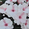 Niecierpek nowogwinejski 'Magnum White Blush' div class'lat' Impatiens /div