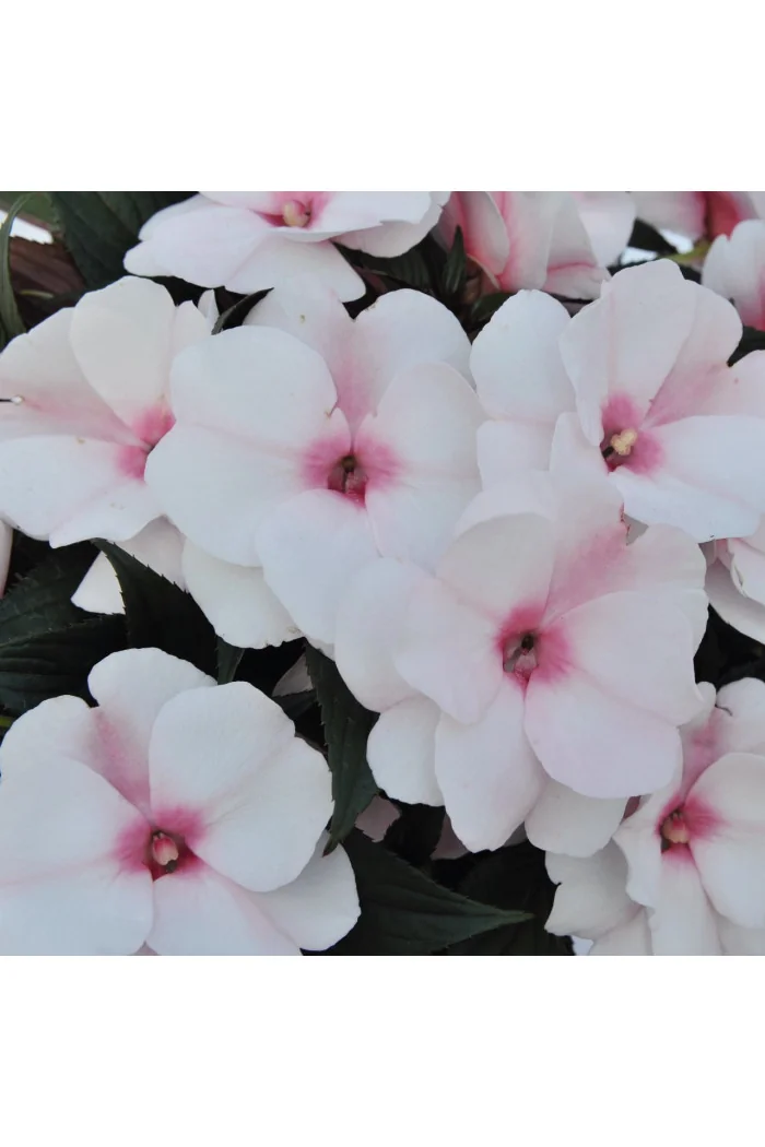 Niecierpek nowogwinejski 'Magnum White Blush' div class'lat' Impatiens /div