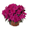 Niecierpek nowogwinejski 'Magnum Blue' div class'lat' Impatiens /div