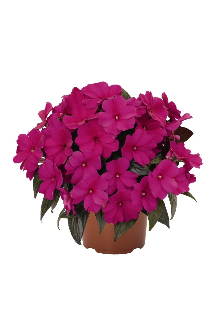 Niecierpek nowogwinejski 'Magnum Blue' div class'lat' Impatiens /div