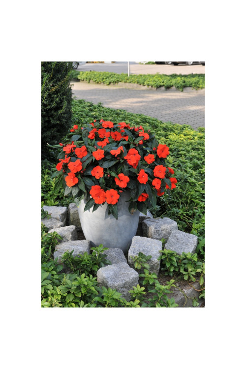 Niecierpek nowogwinejski 'Magnum Fire' div class'lat' Impatiens /div