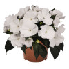 Niecierpek nowogwinejski 'Magnum White' div class'lat' Impatiens /div