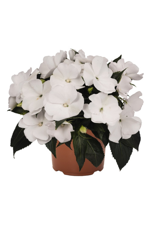Niecierpek nowogwinejski 'Magnum White' div class'lat' Impatiens /div