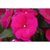 Niecierpek nowogwinejski 'Magnum Purple' div class'lat' Impatiens /div