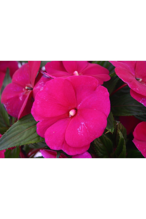 Niecierpek nowogwinejski 'Magnum Purple' div class'lat' Impatiens /div