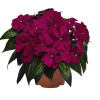 Niecierpek nowogwinejski 'Magnum Purple' div class'lat' Impatiens /div