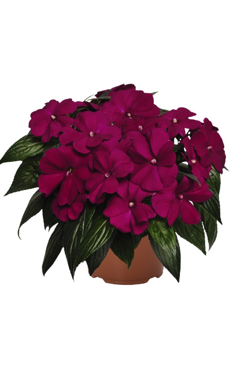 Niecierpek nowogwinejski 'Magnum Purple' div class'lat' Impatiens /div
