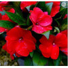 Niecierpek nowogwinejski 'Magnum Dark Red' div class'lat' Impatiens /div