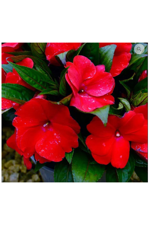 Niecierpek nowogwinejski 'Magnum Dark Red' div class'lat' Impatiens /div