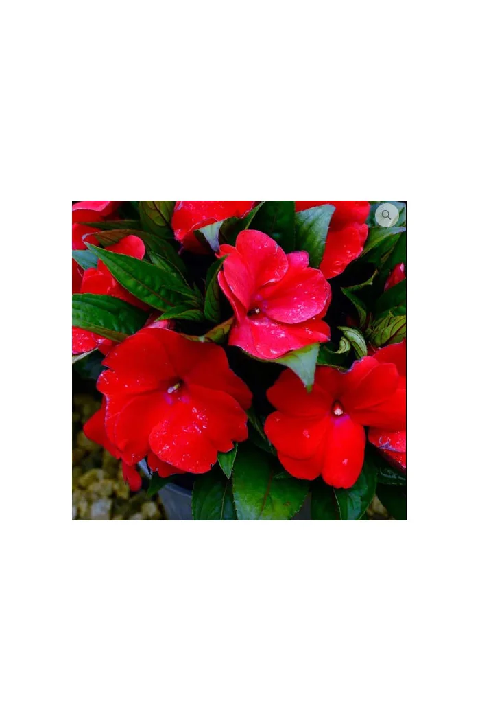 Niecierpek nowogwinejski 'Magnum Dark Red' div class'lat' Impatiens /div
