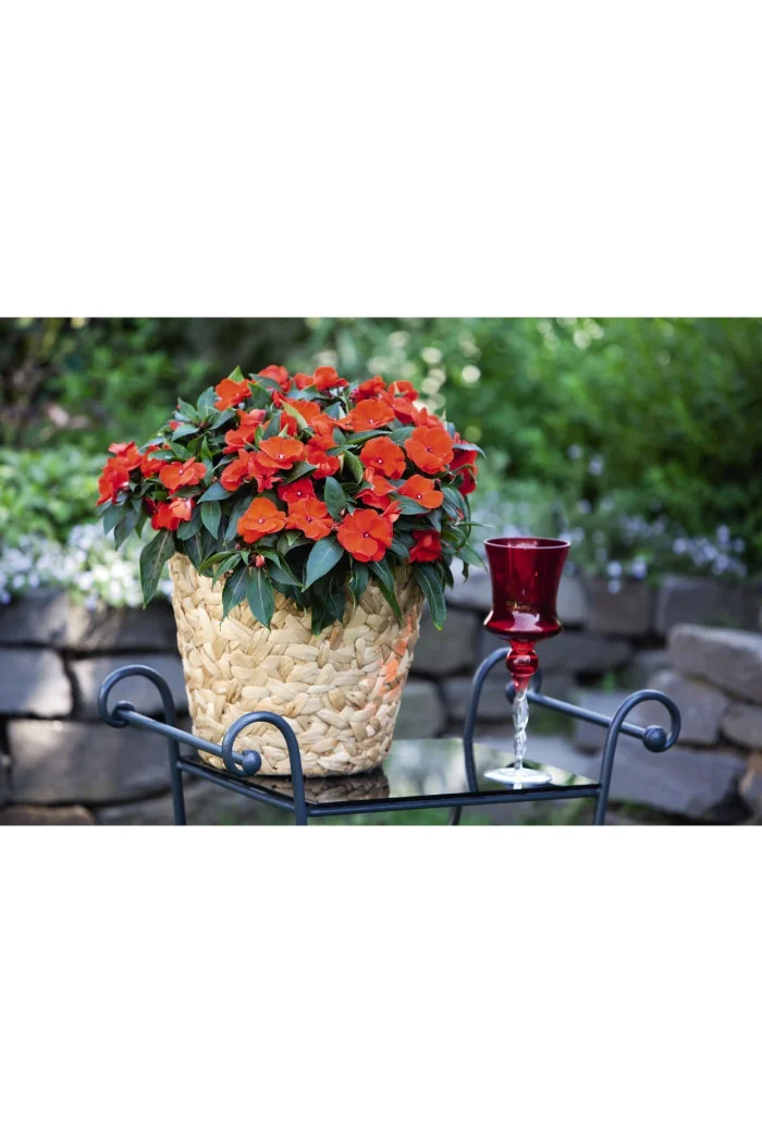 Niecierpek nowogwinejski 'Magnum Fire' div class'lat' Impatiens /div