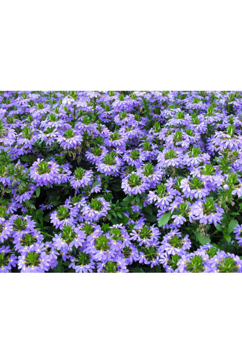 Czubatka ubiorkolistna, brachycome