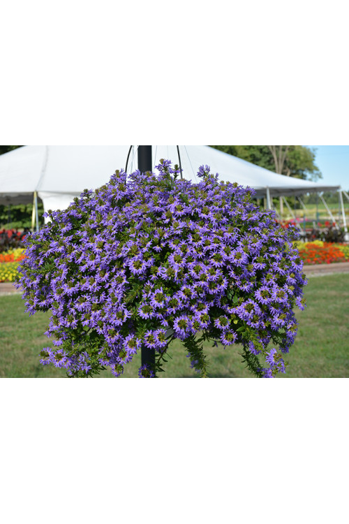 Czubatka ubiorkolistna, brachycome