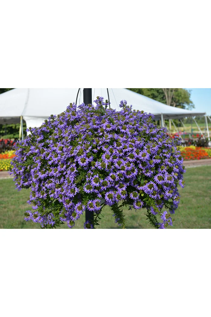 Czubatka ubiorkolistna, brachycome