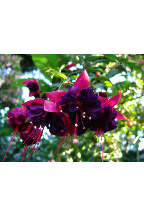 Fuksja 'Royal Velvet'