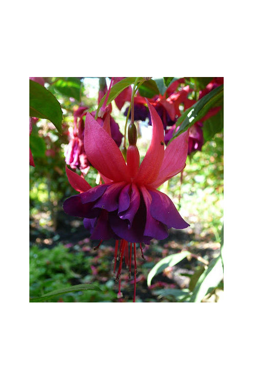 Fuksja 'Royal Velvet'