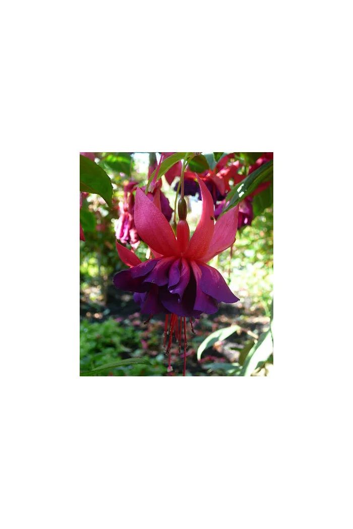 Fuksja 'Royal Velvet'