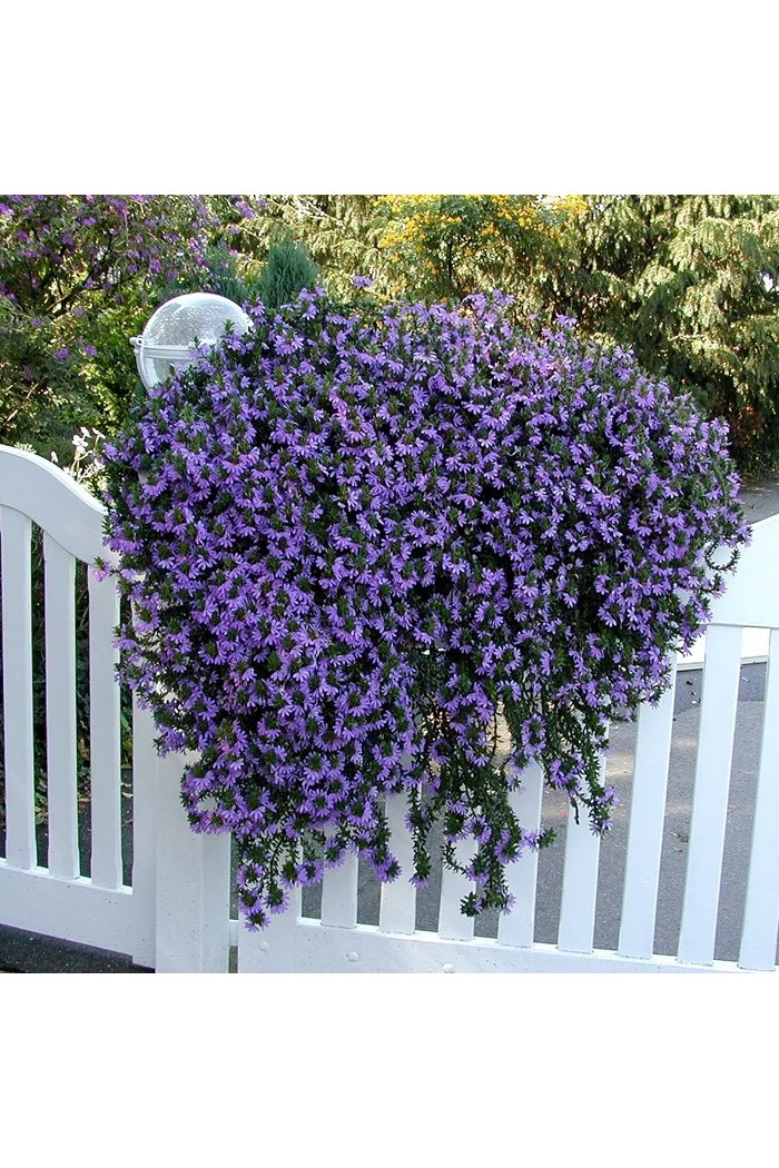 Czubatka ubiorkolistna, brachycome