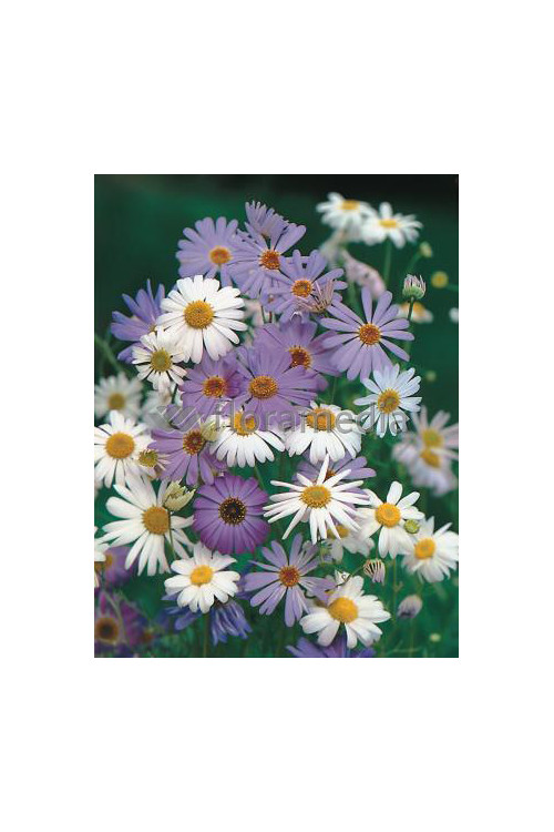 Czubatka ubiorkolistna, brachycome