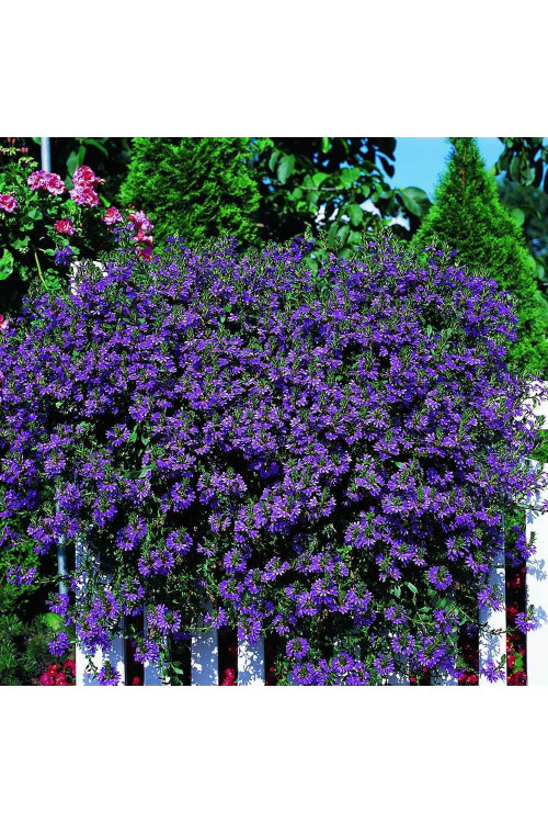 Czubatka ubiorkolistna, brachycome