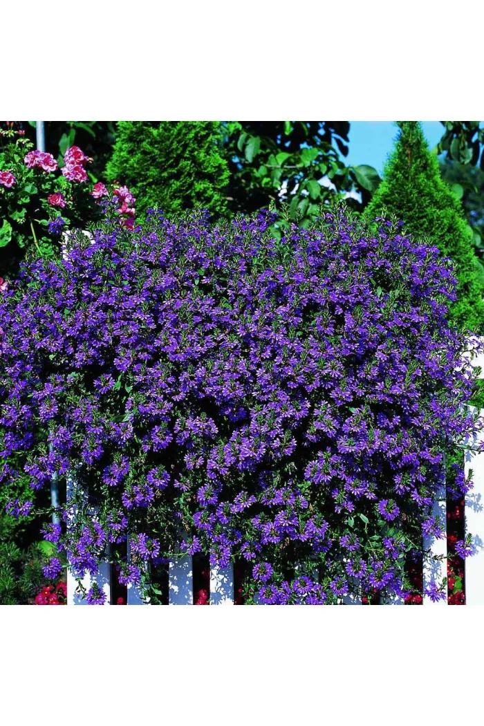 Czubatka ubiorkolistna, brachycome